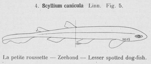 Gilson (1921, fig. 05) Gilson (1921, fig. 05)