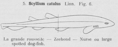 Gilson (1921, fig. 06) Gilson (1921, fig. 06)