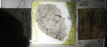 Anthozoa