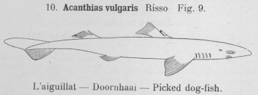 Gilson (1921, fig. 09)