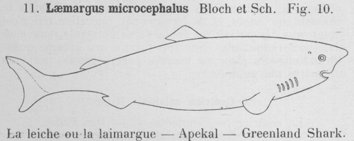 Gilson (1921, fig. 10)