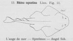 Gilson (1921, fig. 11)