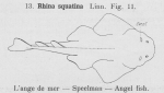 Gilson, G. (1921). Les poissons d'Ostende. 1re Edition. Société Anonyme belge d'Imprimerie: Bruxelles. 110 pp.