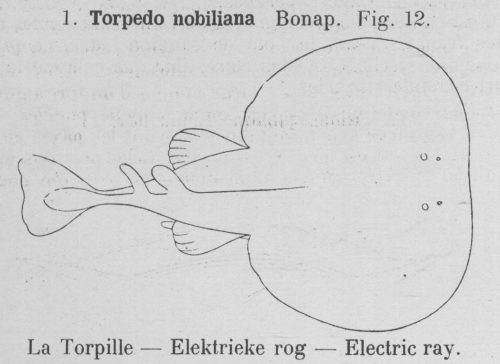 Gilson (1921, fig. 12)