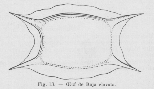 Gilson (1921, fig. 13) Gilson (1921, fig. 13)