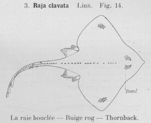 Gilson (1921, fig. 14) Gilson (1921, fig. 14)