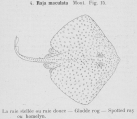 Gilson (1921, fig. 15), author: Anoniem in Gilson, G. (1921)