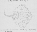 Rajiformes