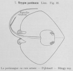 Gilson (1921, fig. 16)