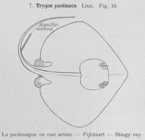 Gilson (1921, fig. 16) Gilson (1921, fig. 16)