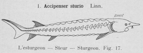 Gilson (1921, fig. 17) Gilson (1921, fig. 17)