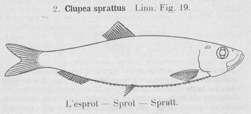 Gilson (1921, fig. 19) Gilson (1921, fig. 19)