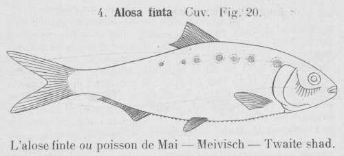 Gilson (1921, fig. 20)