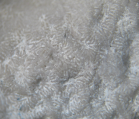Neotype of the type species of Meandrophyllia, author: B.Lathuilie