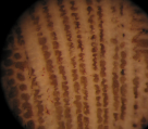 Holotype of the type species of Meandropsis, author: B.Lathuilie