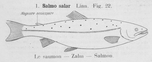 Gilson (1921, fig. 22) Gilson (1921, fig. 22)