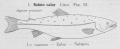 Pisces (fish)