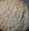 Melikerona parva madagascariensis Alloiteau, author: B.Lathuilie