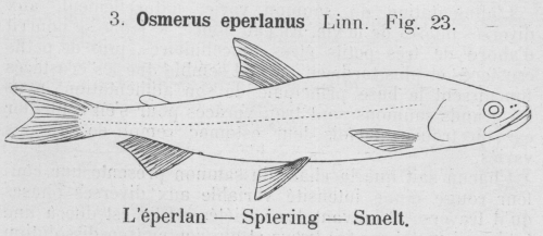 Gilson (1921, fig. 23) Gilson (1921, fig. 23)
