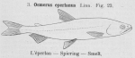 Gilson, G. (1921). Les poissons d'Ostende. 1re Edition. Société Anonyme belge d'Imprimerie: Bruxelles. 110 pp.