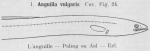 Gilson, G. (1921). Les poissons d'Ostende. 1re Edition. Société Anonyme belge d'Imprimerie: Bruxelles. 110 pp.