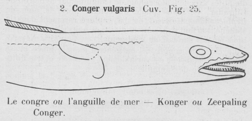 Gilson (1921, fig. 25)