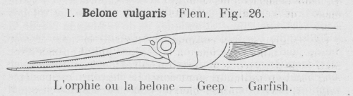 Gilson (1921, fig. 26) Gilson (1921, fig. 26)