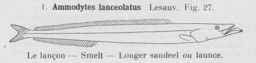 Gilson (1921, fig. 27) Gilson (1921, fig. 27)
