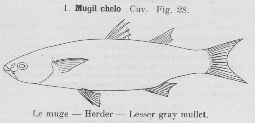 Gilson (1921, fig. 28) Gilson (1921, fig. 28)
