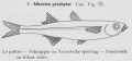 Atheriniformes
