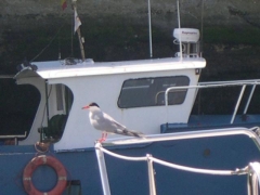 20060617_Zeebrugge