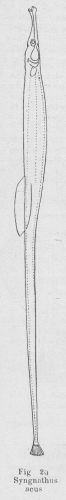 Gilson (1921, fig. 29b) Gilson (1921, fig. 29b)