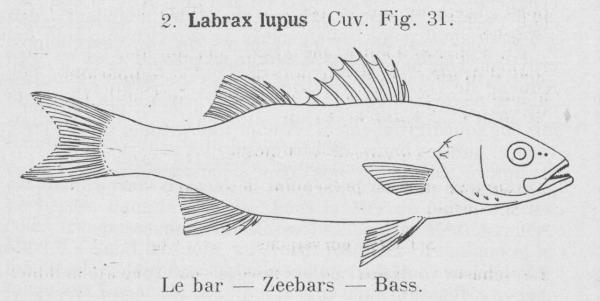 Gilson (1921, fig. 31)