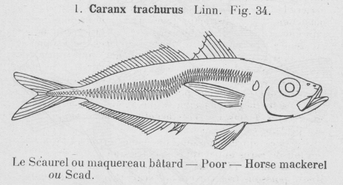 Gilson (1921, fig. 34) Gilson (1921, fig. 34)