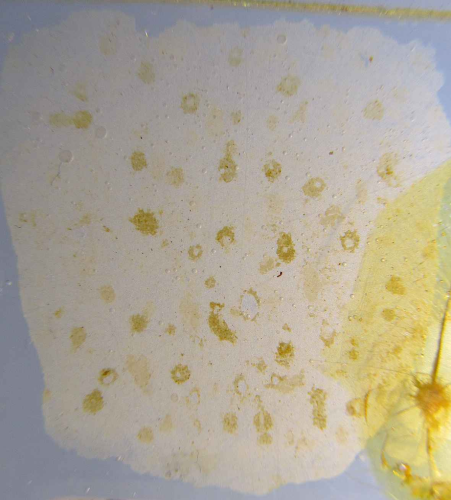 Syntype of Eomontipora harrisoni Gregory Syntype of Eomontipora harrisoni Gregory