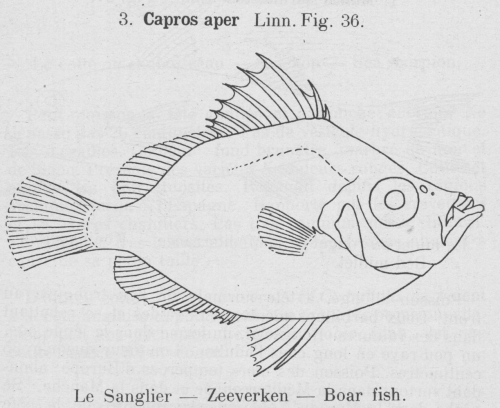 Gilson (1921, fig. 36) Gilson (1921, fig. 36)