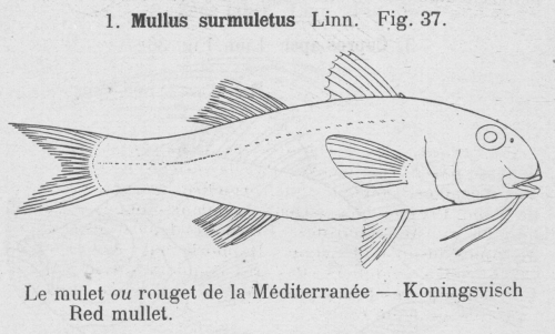 Gilson (1921, fig. 37) Gilson (1921, fig. 37)