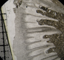 Paratype of Parapleurosmilia inflata the type species of the genus, author: B.Lathuilie