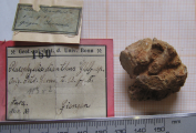 Lectotype of the type species of Placophyllia, author: B.Lathuilie