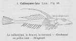 <B>Gilson, G.</B> (1921). Les poissons d'Ostende. 1re Edition. Société Anonyme belge d'Imprimerie: Bruxelles. 110 pp.