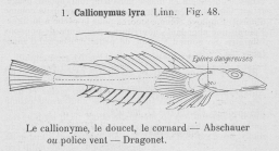 Gilson (1921, fig. 48)