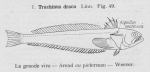 Perciformes