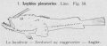 Lophiiformes
