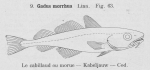 Pisces (fish)