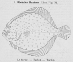 Pleuronectiformes