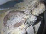 Holotype of Siderosmilia toarciensis type species of the genus, author: B.Lathuilie