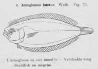 Gilson (1921, fig. 73)