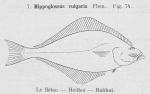 Pleuronectiformes