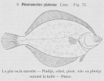 Pleuronectiformes