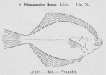 Pleuronectiformes